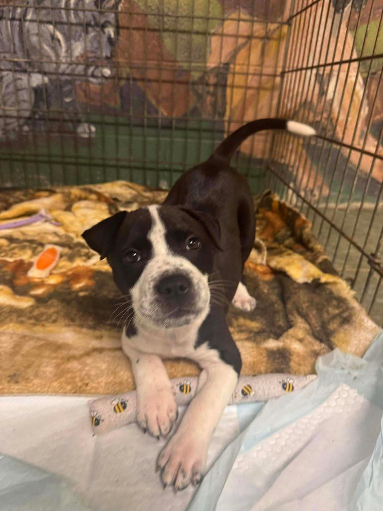 Enlarge Tank, a Adopted Pit Bull Terrier in Ada, OK image 1/1