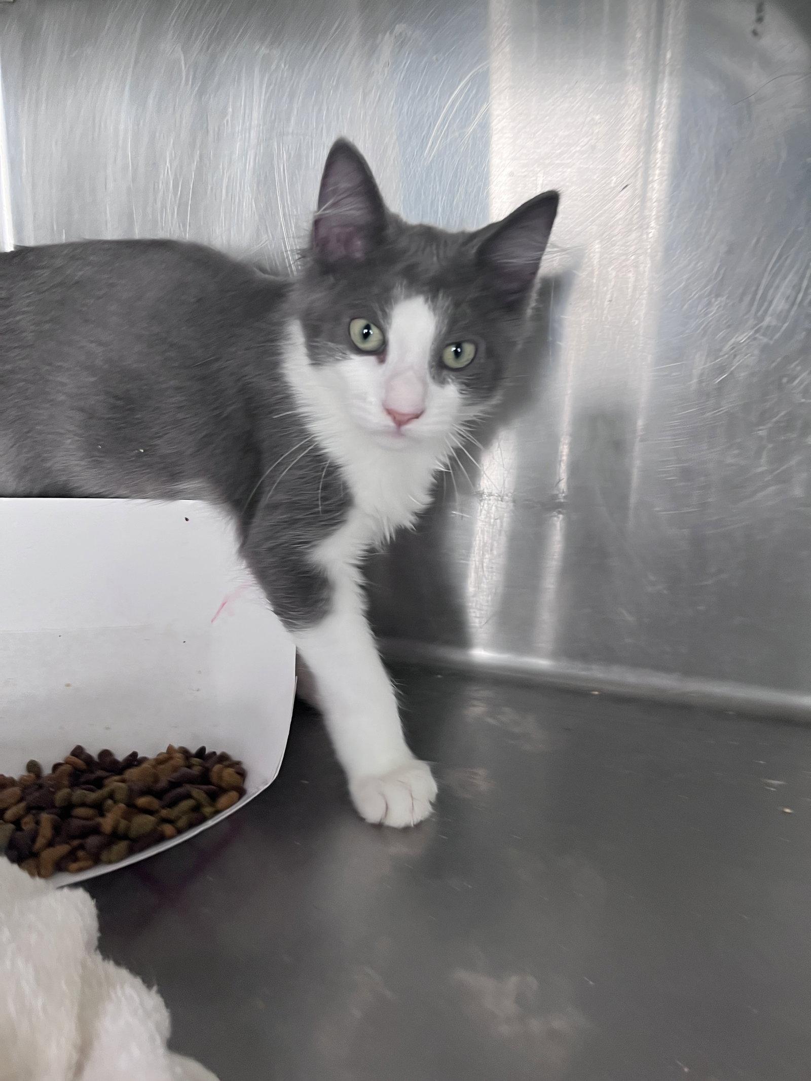 Enlarge Matthew, a Adoptable Domestic Short Hair in Carrollton, GA image 1/3