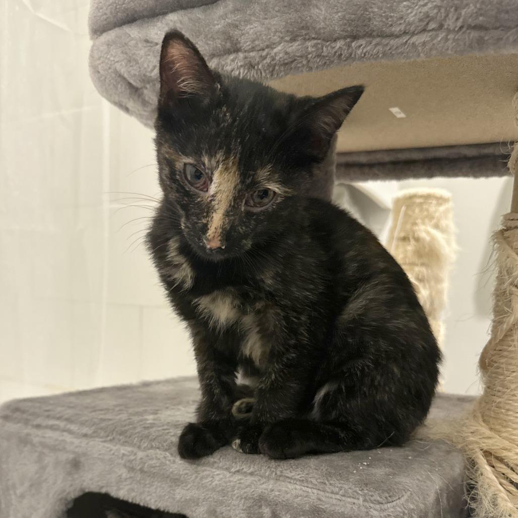 Gypsy Rose Lee, Adoptable, Young Female Domestic Short Hair.