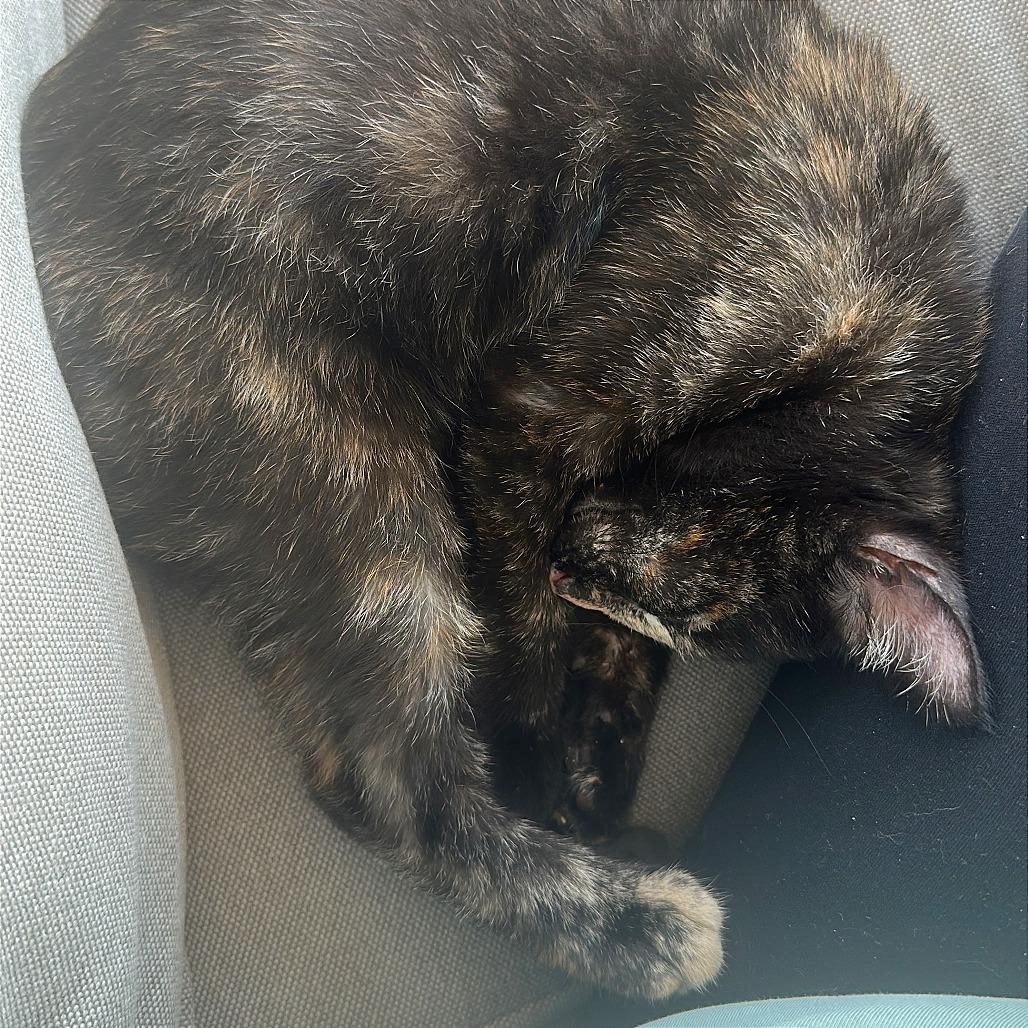 Gypsy Rose Lee (16870), a Adoptable Domestic Short Hair in Washington, DC image 2/6