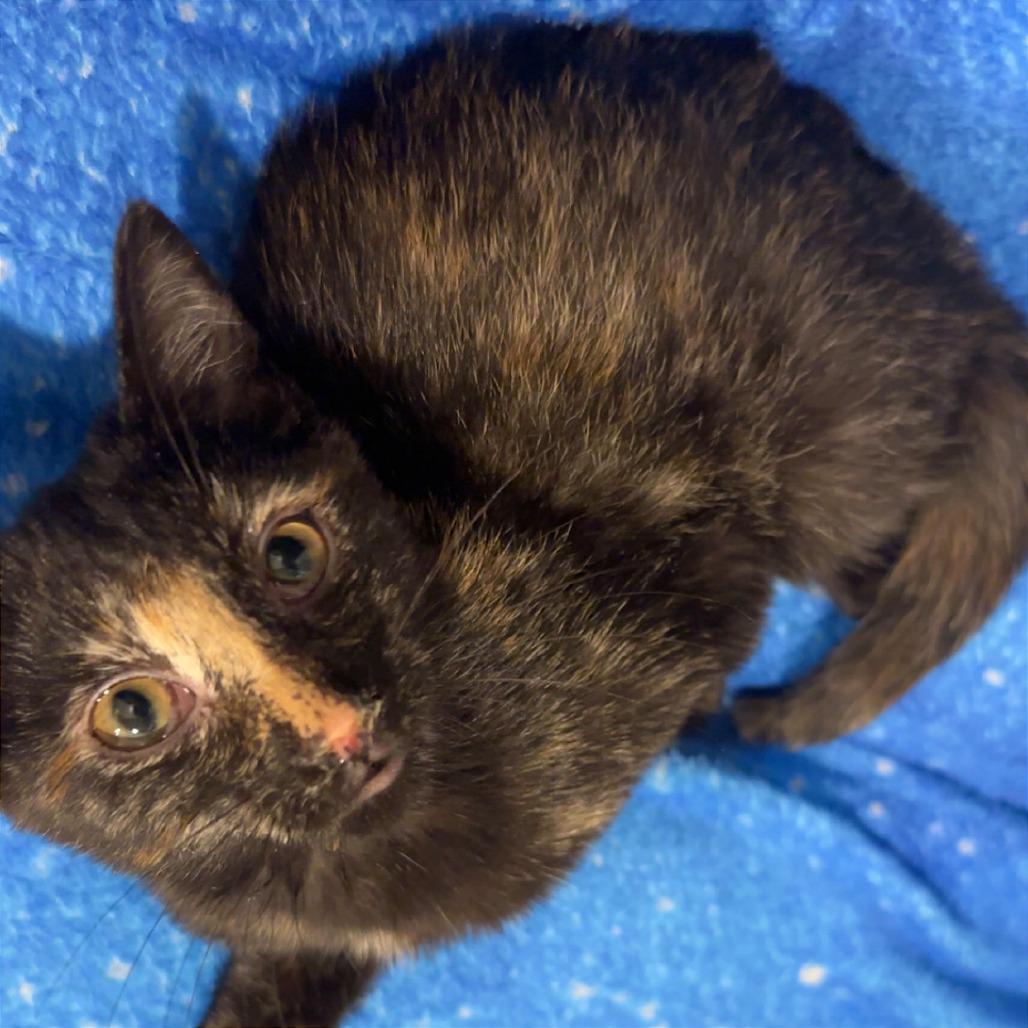 Gypsy Rose Lee (16870), a Adoptable Domestic Short Hair in Washington, DC image 3/6