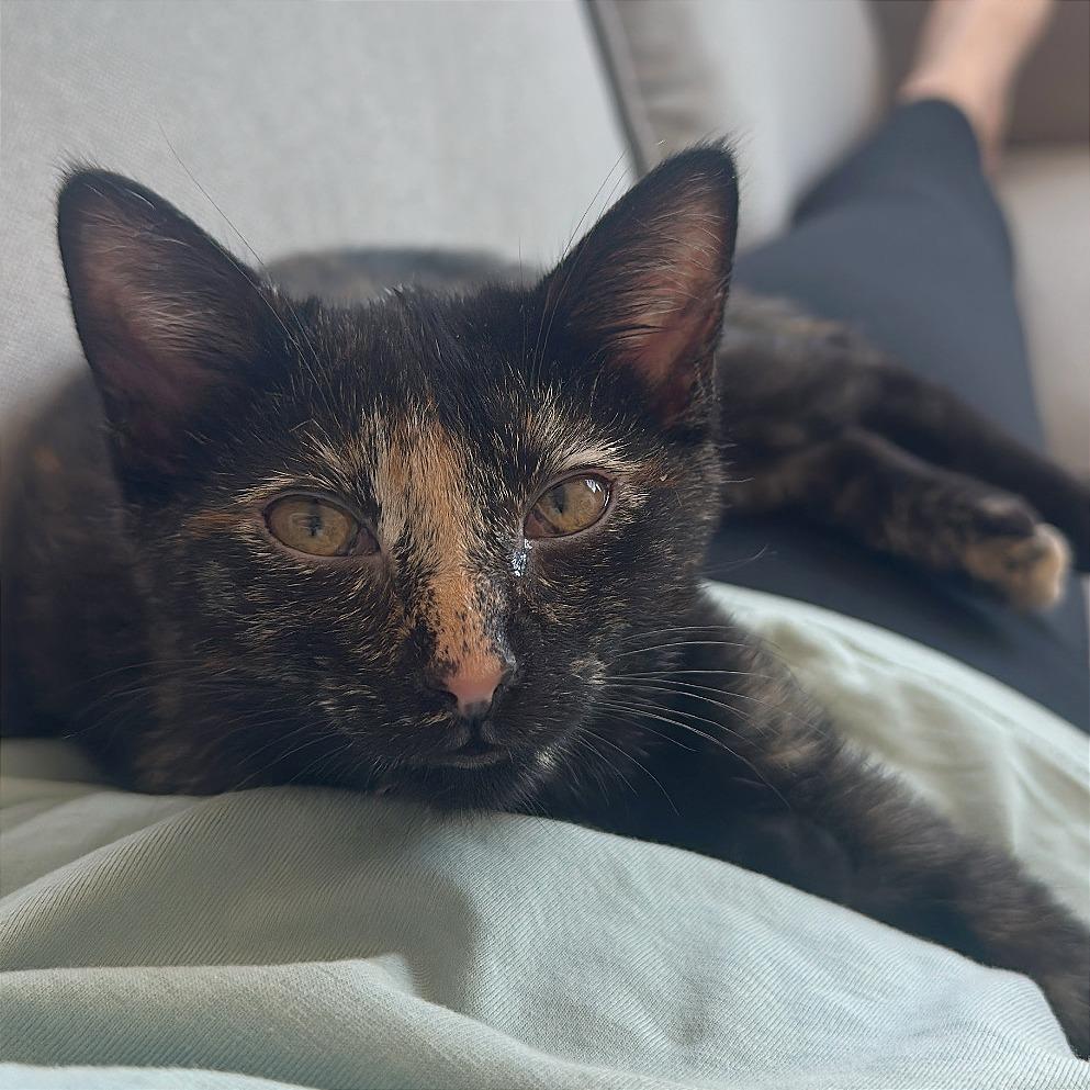 Gypsy Rose Lee, a Adoptable Domestic Short Hair in Washington, DC image 3/6