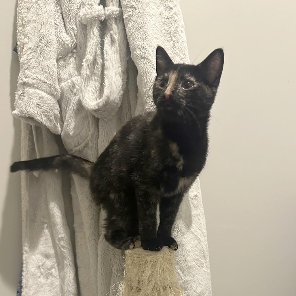 Gypsy Rose Lee, a Adoptable Domestic Short Hair in Washington, DC image 4/6