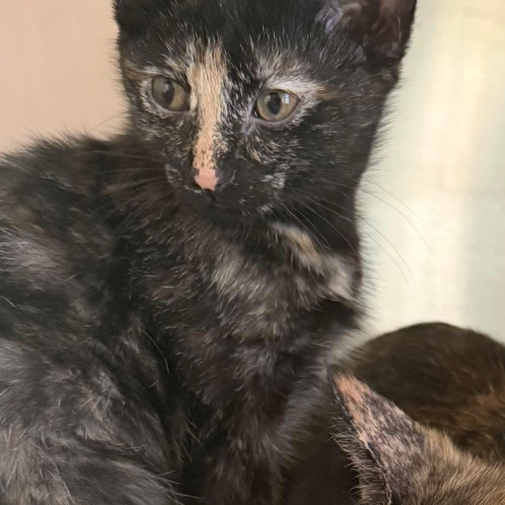 Enlarge Gypsy Rose Lee (16870), a Adoptable Domestic Short Hair in Washington, DC image 1/3