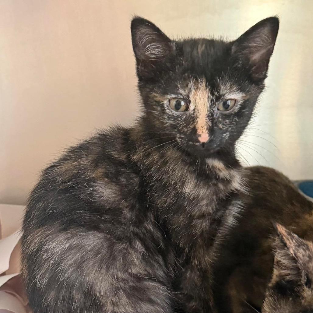 Enlarge Gypsy Rose Lee (16870), a Adoptable Domestic Short Hair in Washington, DC image 2/3