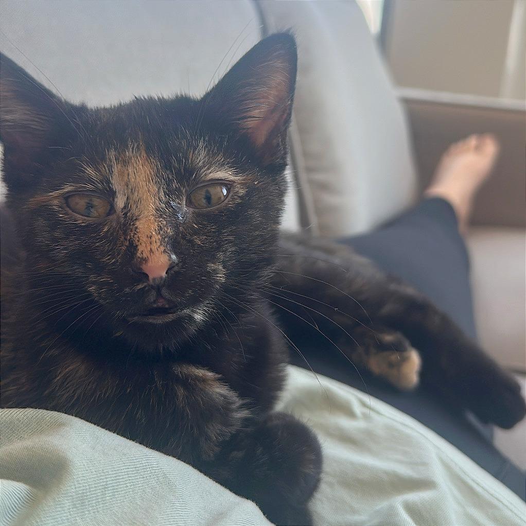 Enlarge Gypsy Rose Lee, a Adoptable Domestic Short Hair in Washington, DC image 4/6
