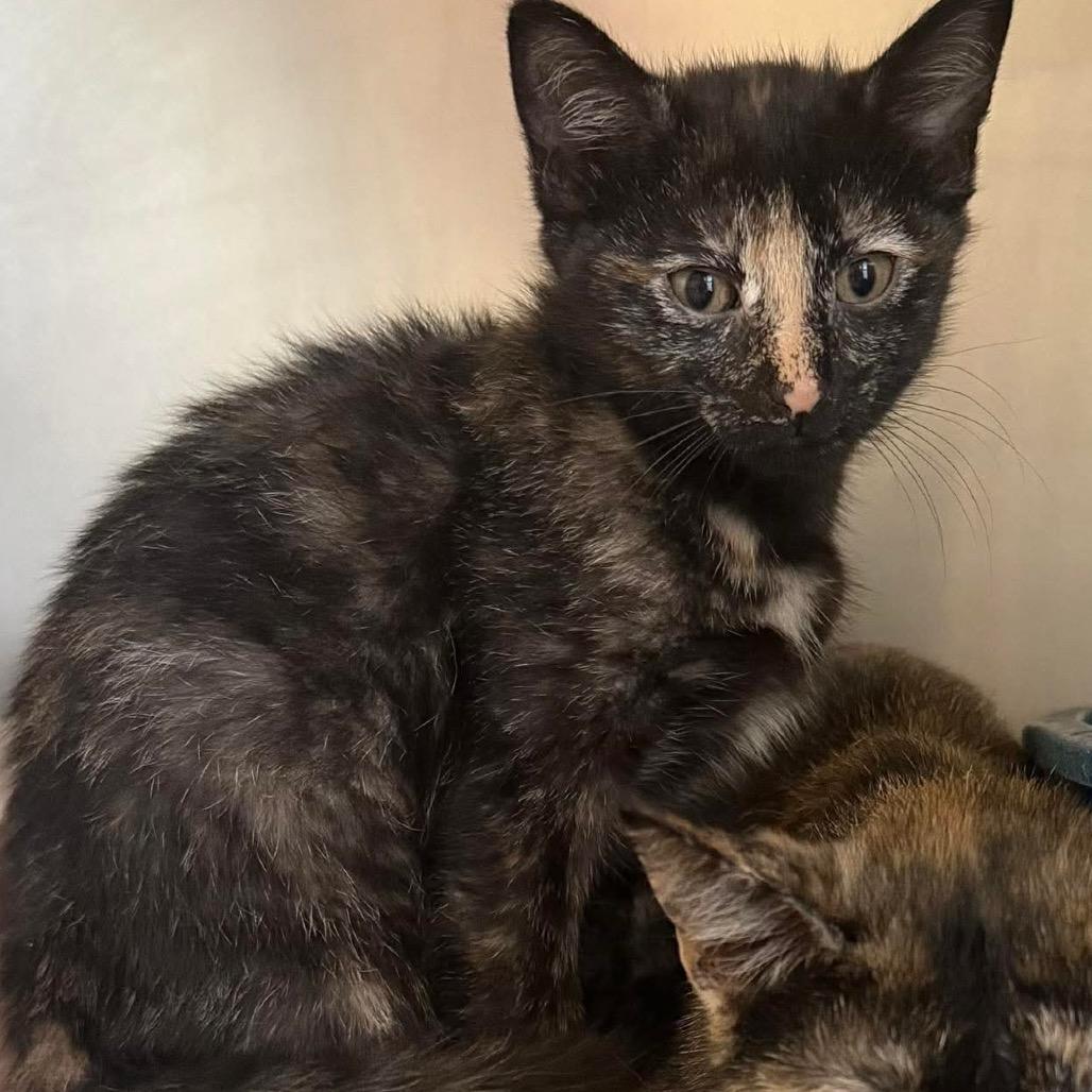 Enlarge Gypsy Rose Lee (16870), a Adoptable Domestic Short Hair in Washington, DC image 3/3