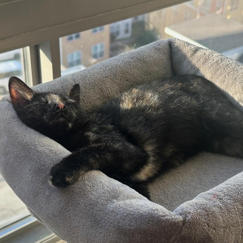 Gypsy Rose Lee, a Adoptable Domestic Short Hair in Washington, DC image 6/6
