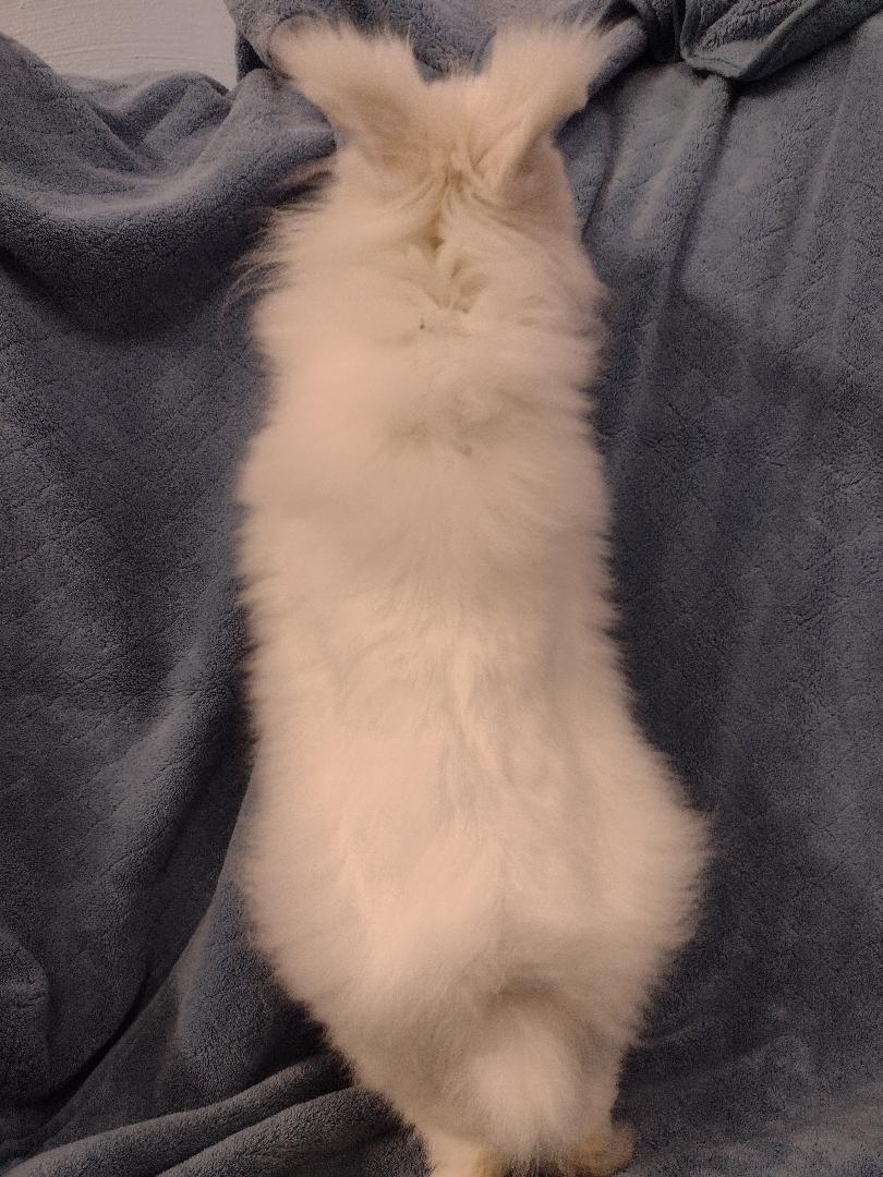 Enlarge Fennec, an adopted Lionhead in Plymouth, MI image 2/3