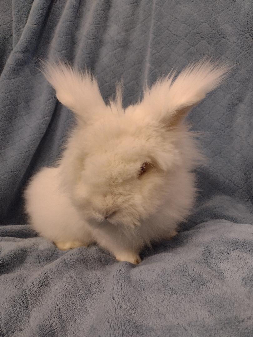 Enlarge Fennec, an adopted Lionhead in Plymouth, MI image 1/3