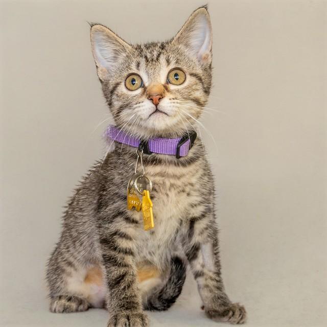 PEARL, Adoptable, Kitten Female Domestic Short Hair.