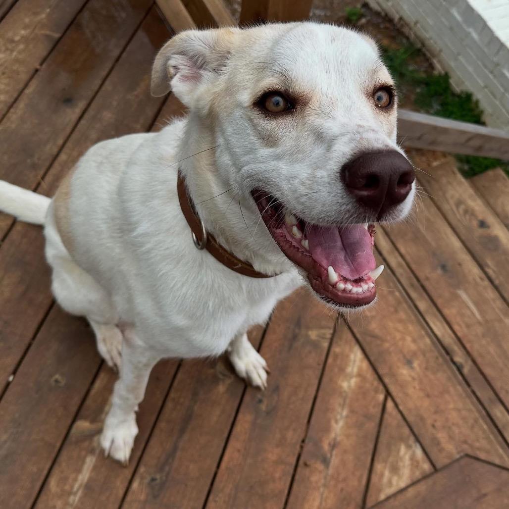 Enlarge Opal, a Adoptable mixed breed in Duck River, TN image 1/3