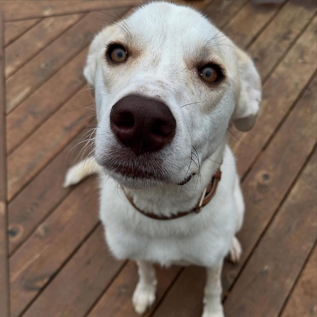 Enlarge Opal, a Adoptable mixed breed in Duck River, TN image 2/3