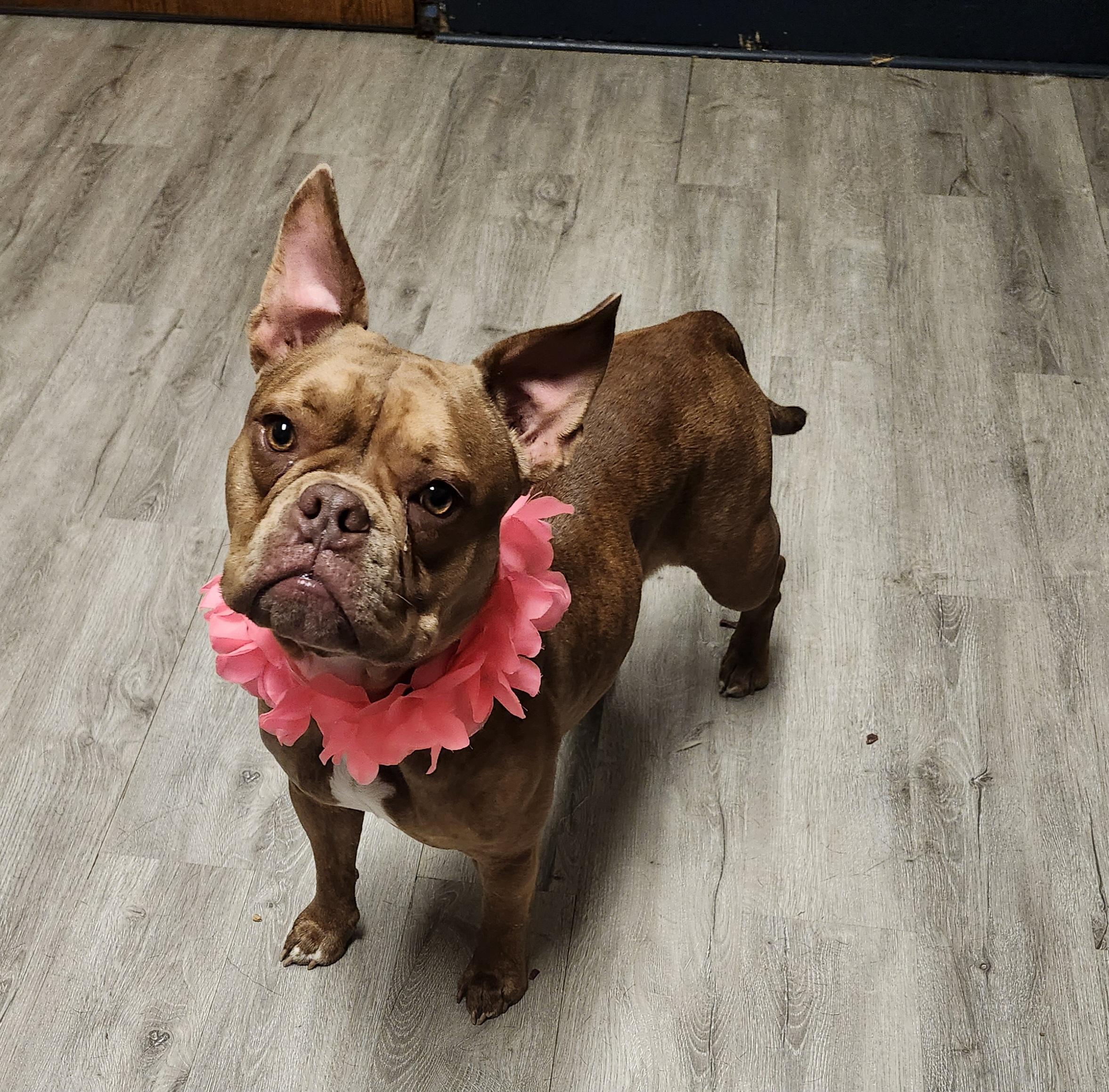Fondue, an adopted American Bully in Mansfield, OH image 4/4