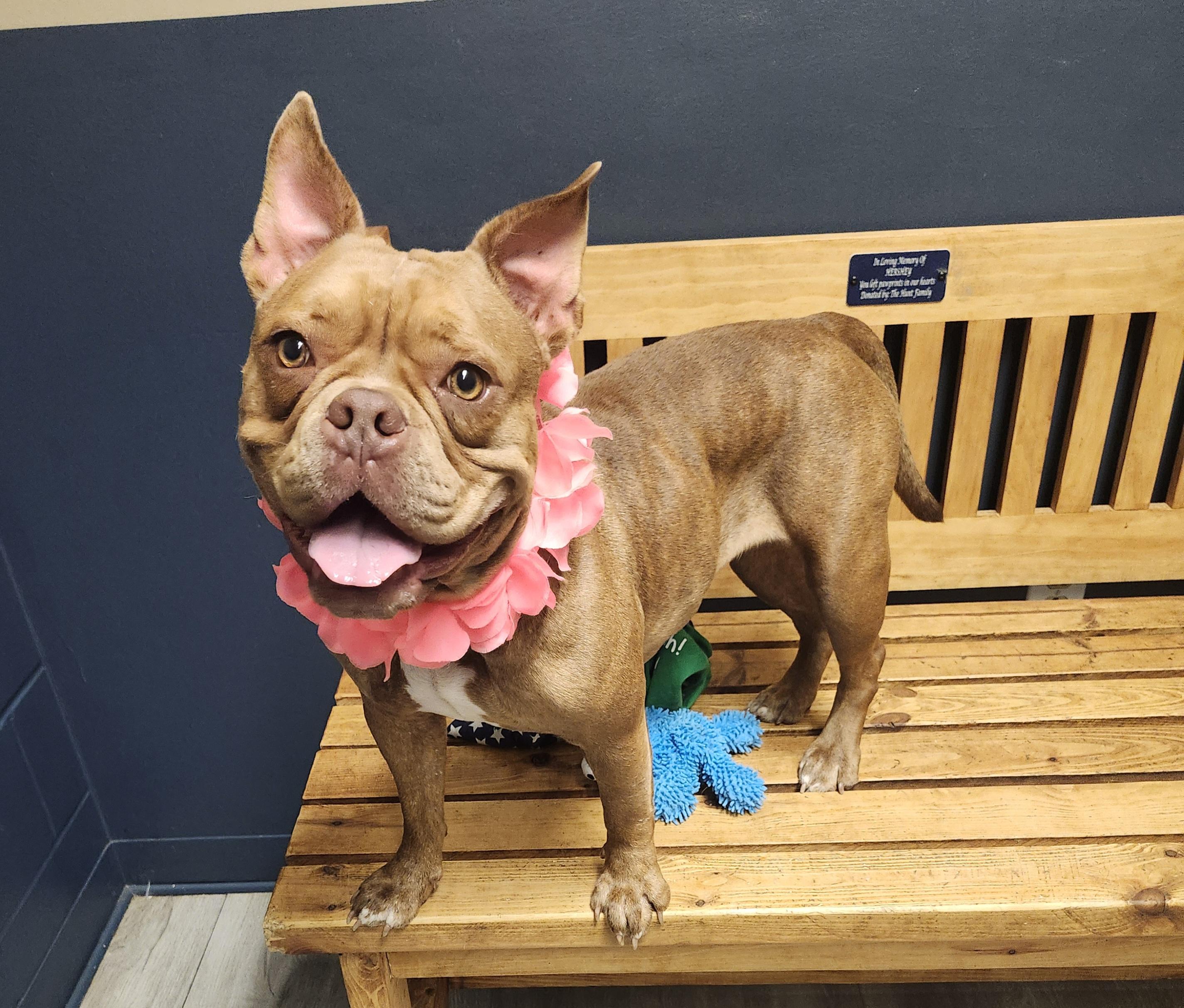 Fondue, an adopted American Bully in Mansfield, OH image 1/4