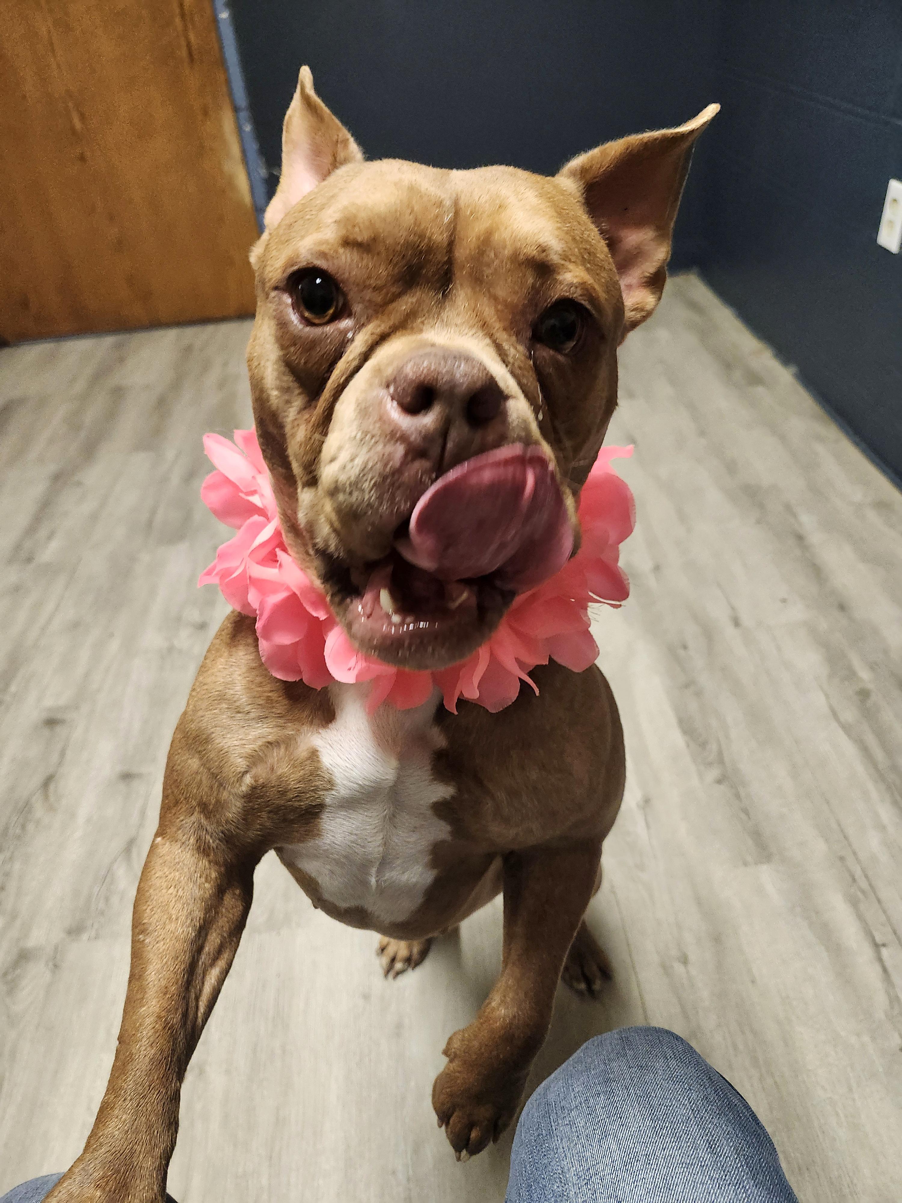 Fondue, an adopted American Bully in Mansfield, OH image 3/4