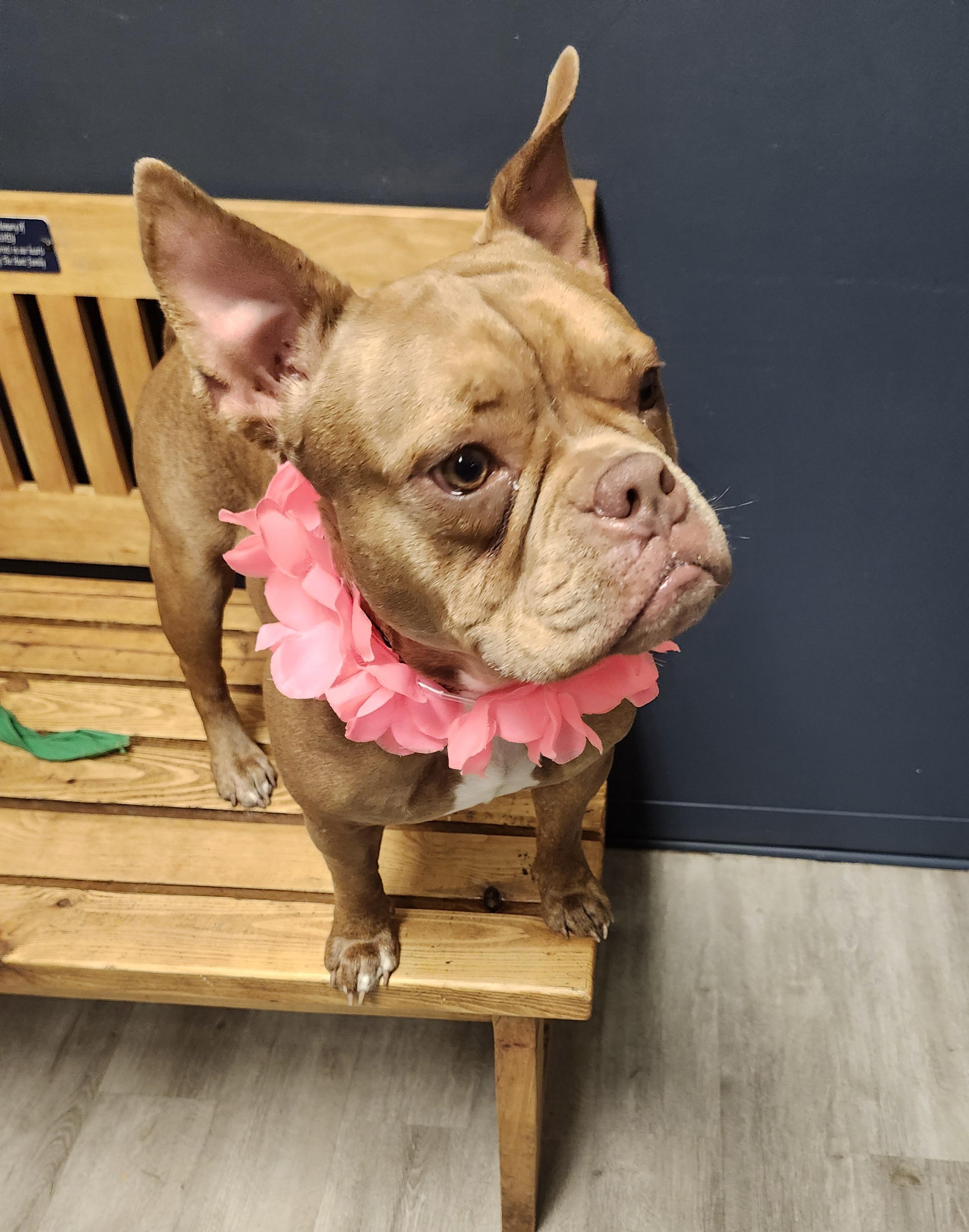 Fondue, an adopted American Bully in Mansfield, OH image 2/4