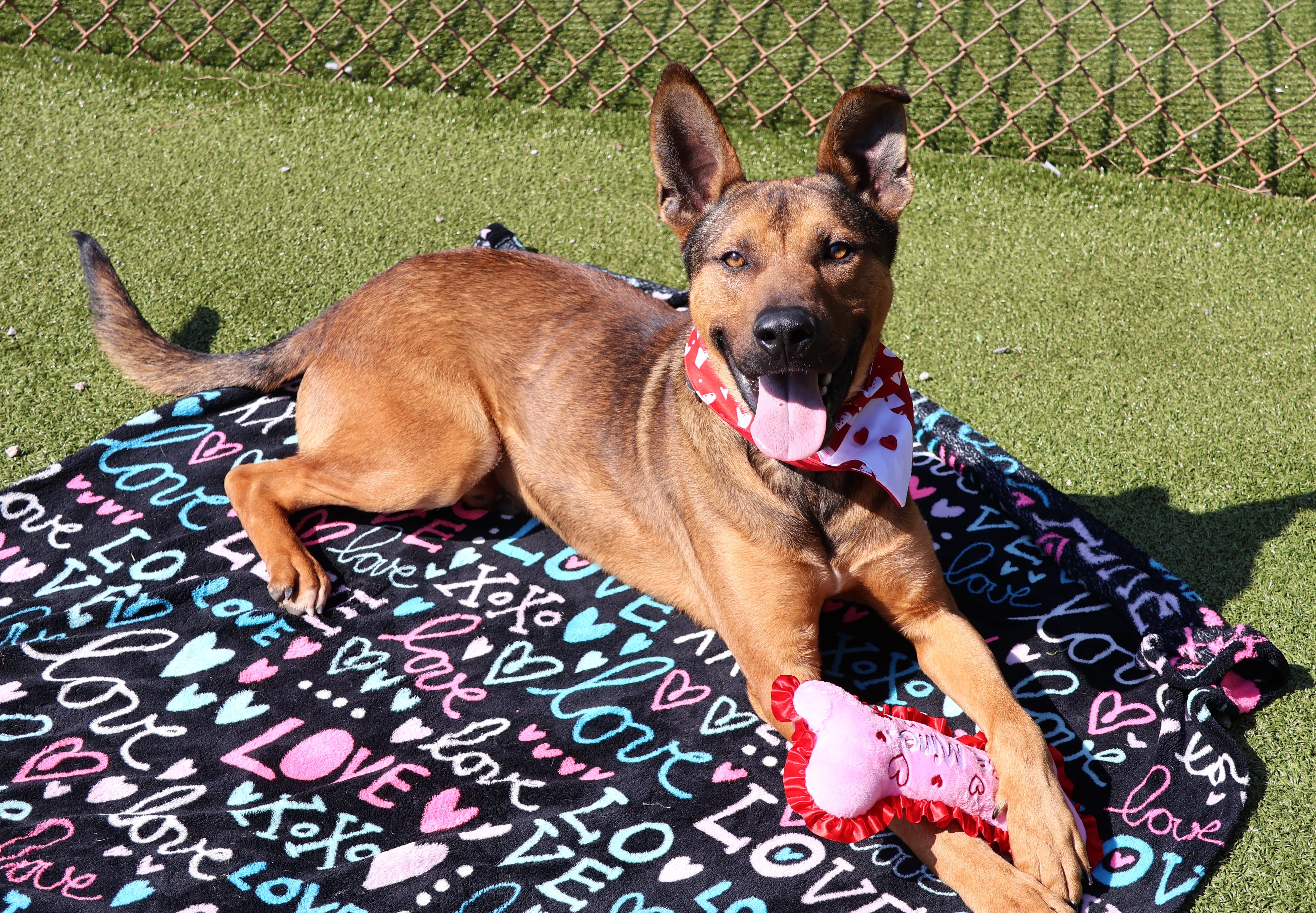 Enlarge Barney, a ADOPTABLE Mixed Breed in Athens, GA image 3/4