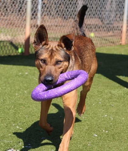 Enlarge Barney, a ADOPTABLE Mixed Breed in Athens, GA image 2/4