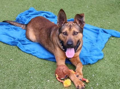 Enlarge Barney, a ADOPTABLE Mixed Breed in Athens, GA image 4/4
