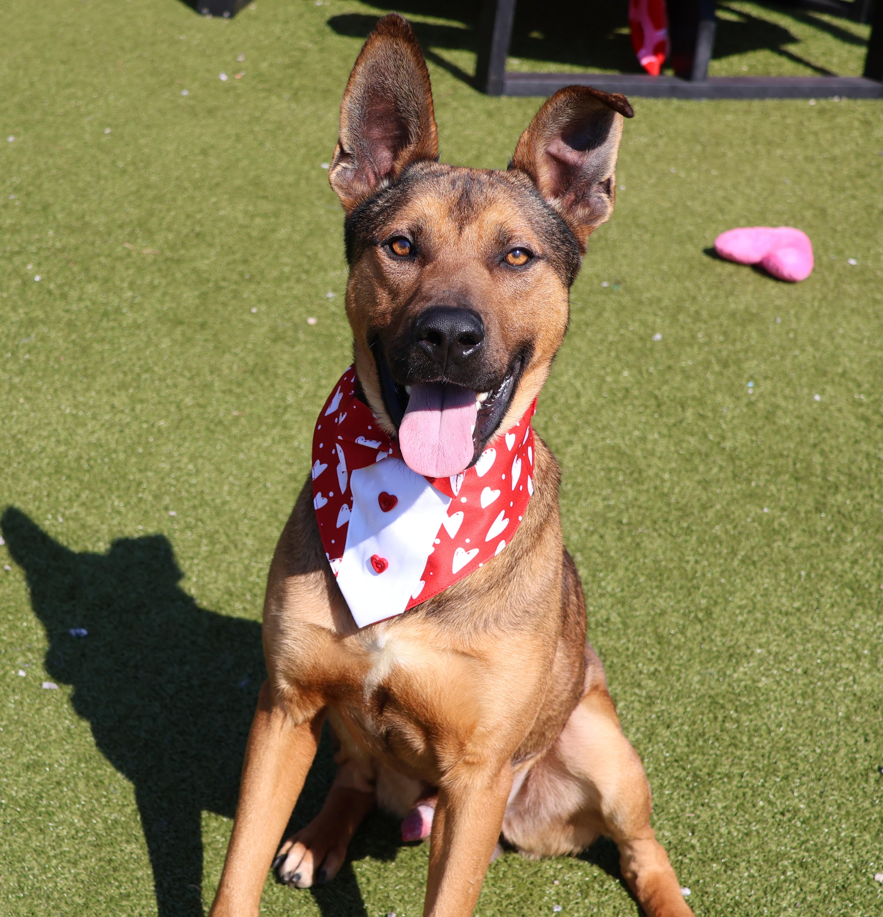 Enlarge Barney, a ADOPTABLE Mixed Breed in Athens, GA image 1/4