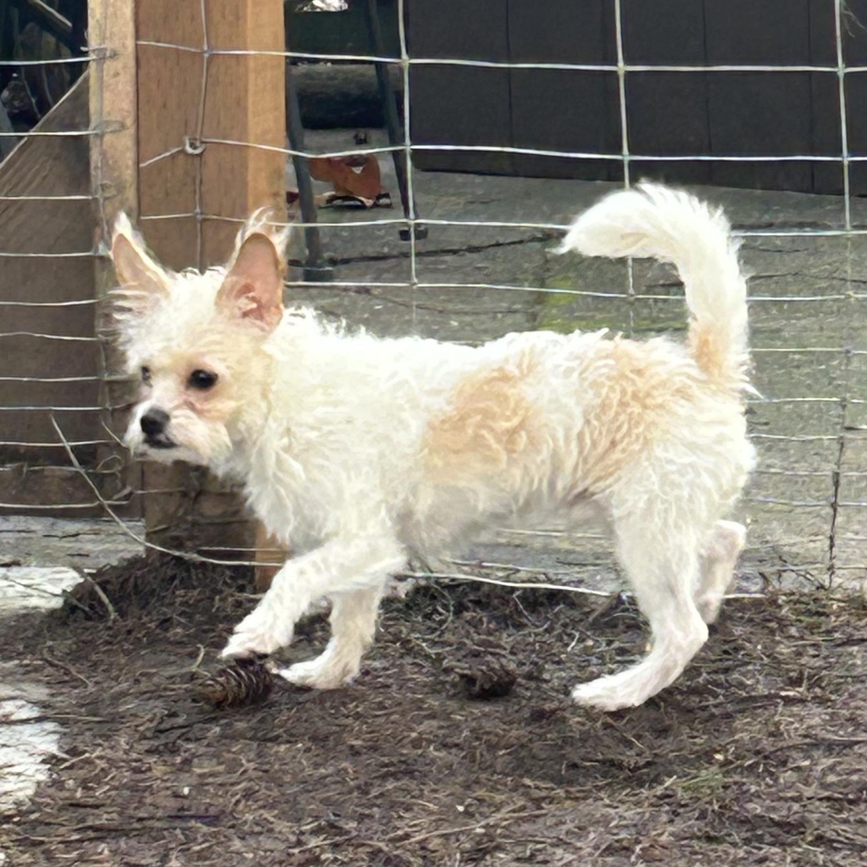 Enlarge Toby, a ADOPTABLE mixed breed in Puyallup, WA image 2/4
