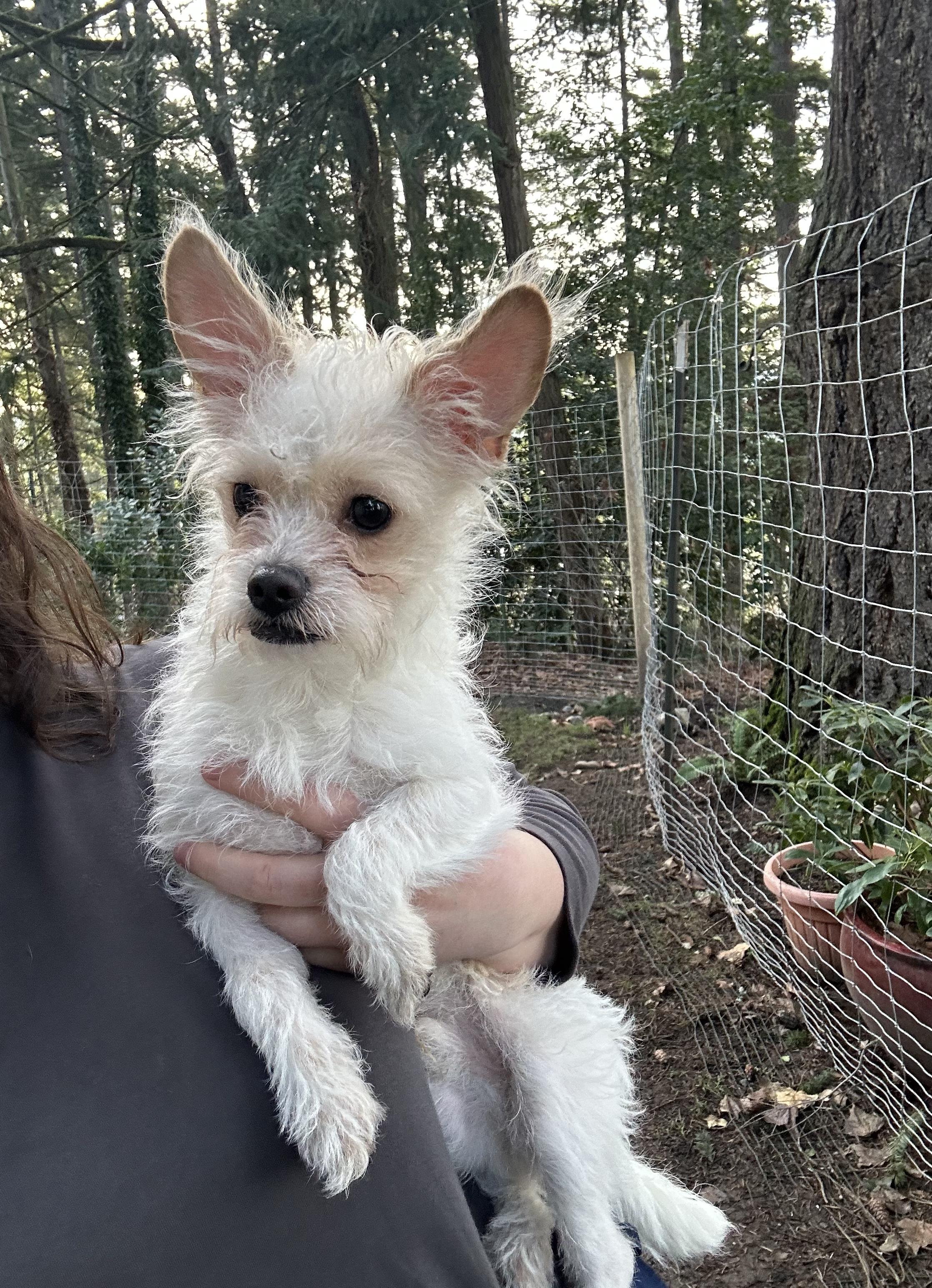Toby, ADOPTABLE, Young Male Terrier & Chihuahua.