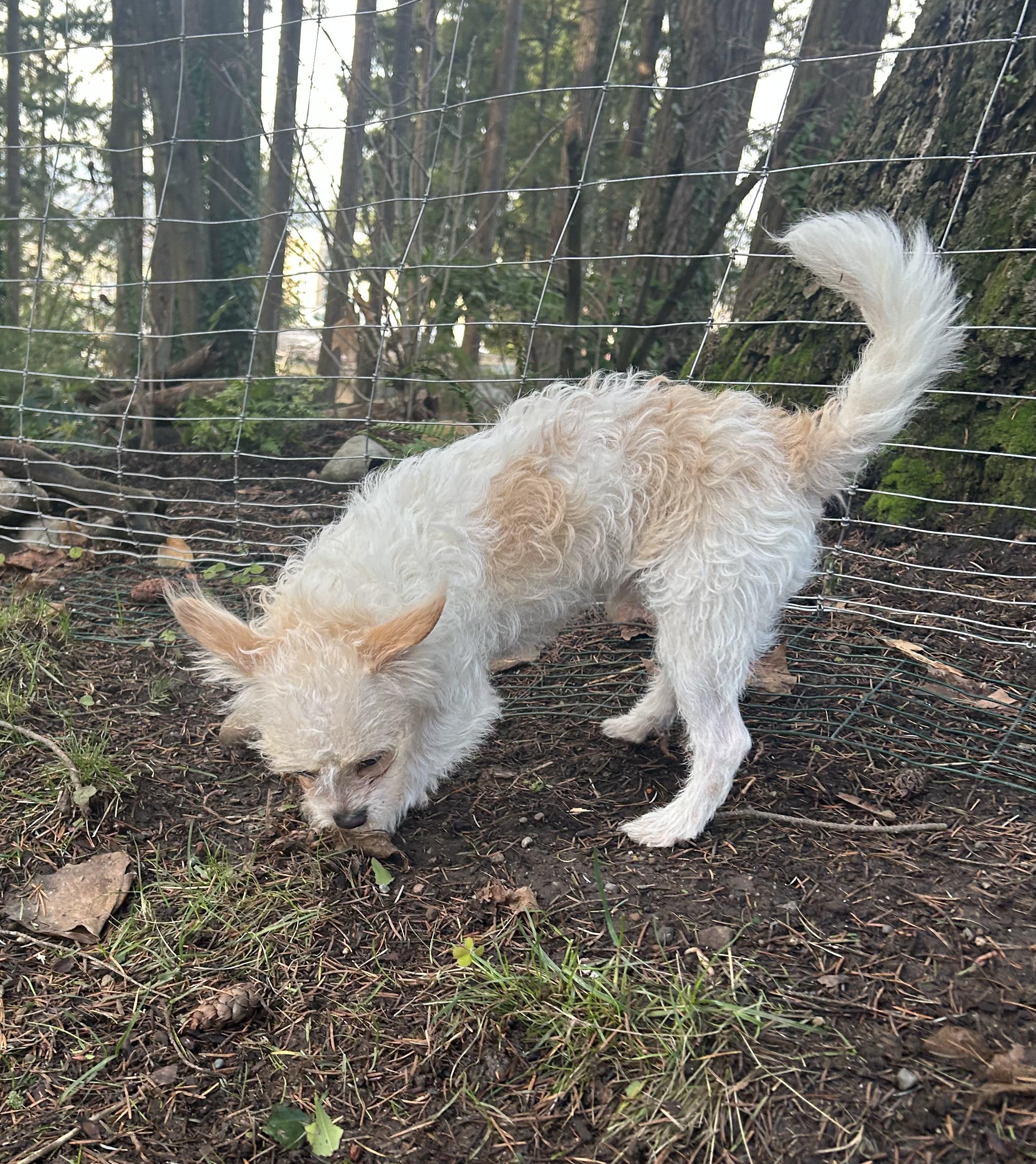 Enlarge Toby, a ADOPTABLE mixed breed in Puyallup, WA image 4/4