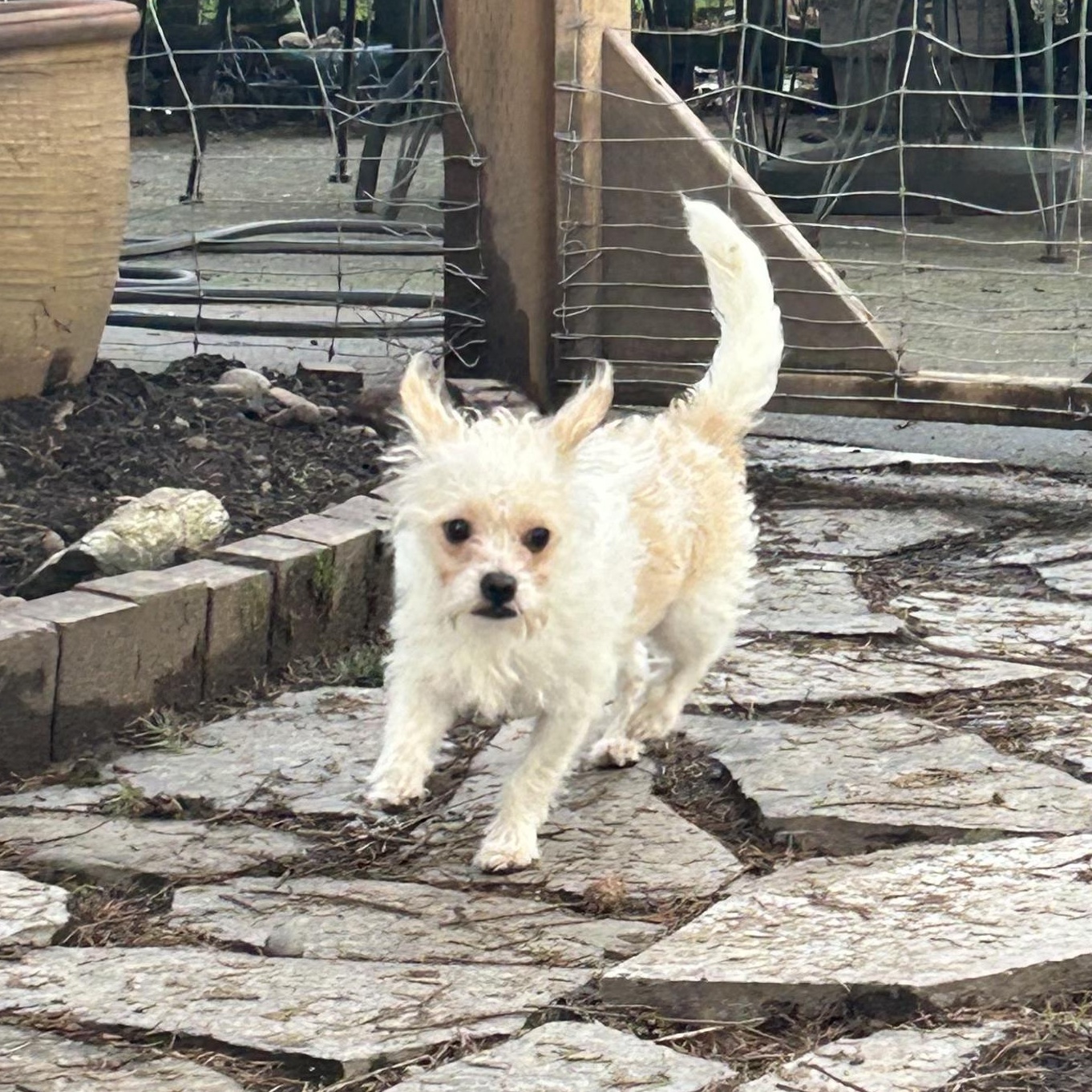 Enlarge Toby, a ADOPTABLE mixed breed in Puyallup, WA image 3/4