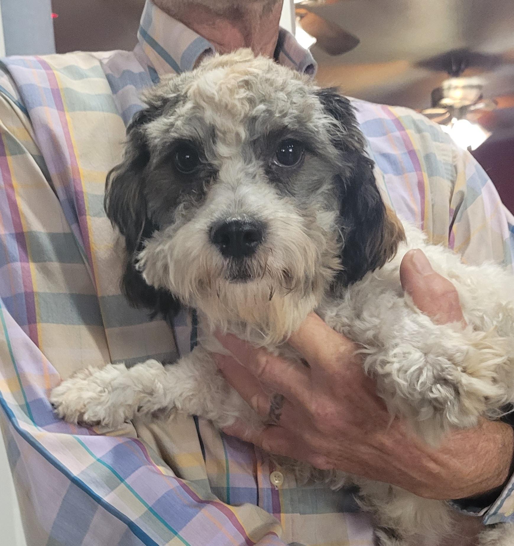 Enlarge Rossi, a ADOPTABLE Cavapoo in Chiefland, FL image 1/2