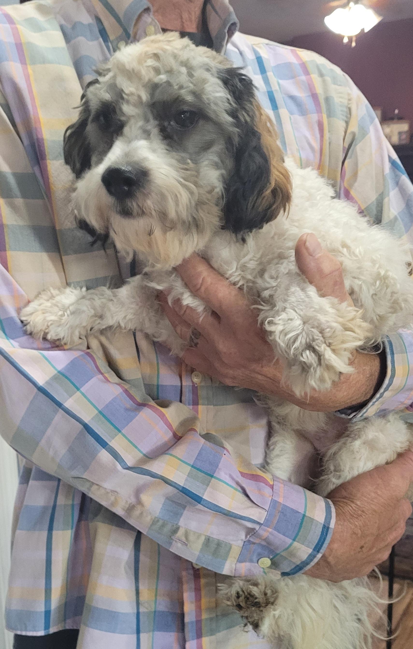 Enlarge Rossi, a ADOPTABLE Cavapoo in Chiefland, FL image 2/2