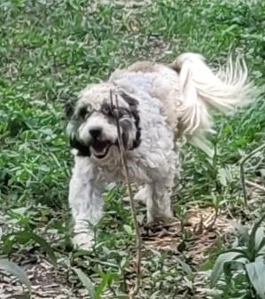 Enlarge Rossi, an adopted Cavapoo in Chiefland, FL image 2/4
