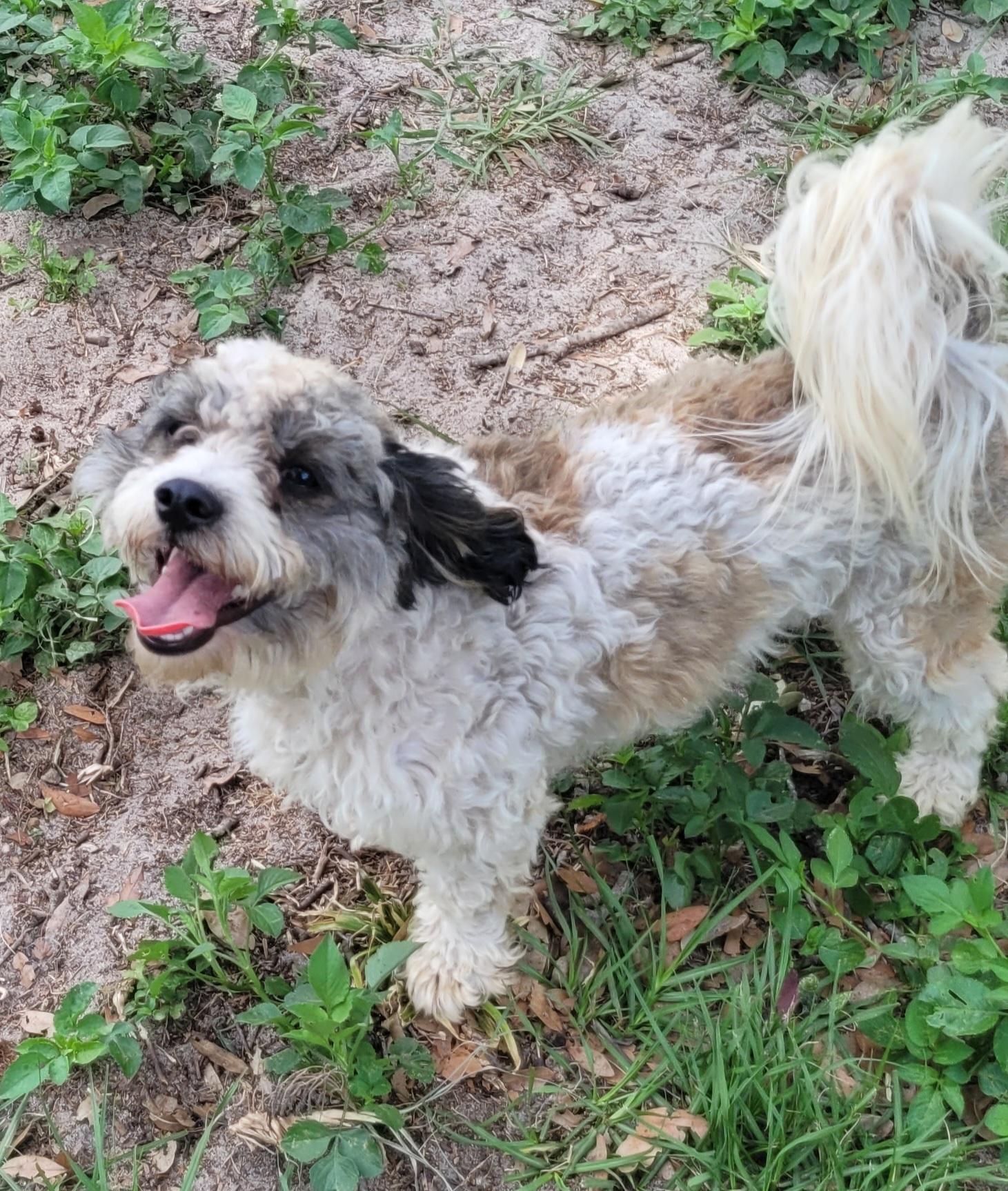 Enlarge Rossi, an adopted Cavapoo in Chiefland, FL image 1/4
