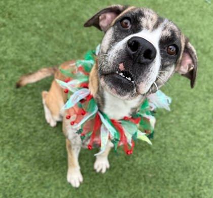 Noor, Adoptable, Young Female Mixed Breed & Mixed Breed.