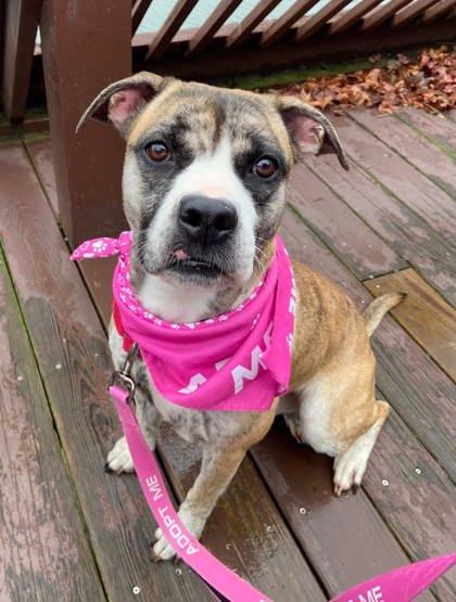 Noor, a Adoptable Mixed Breed in Chesapeake, VA image 1/3