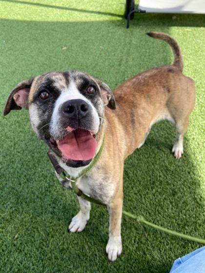 Noor, Adoptable, Young Female Mixed Breed & Mixed Breed.