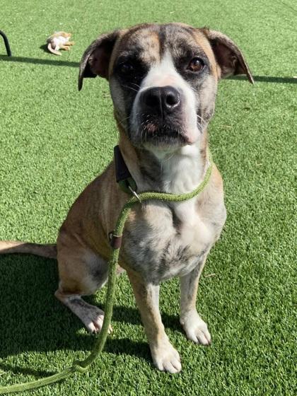 Noor, a Adoptable Mixed Breed in Chesapeake, VA image 3/3