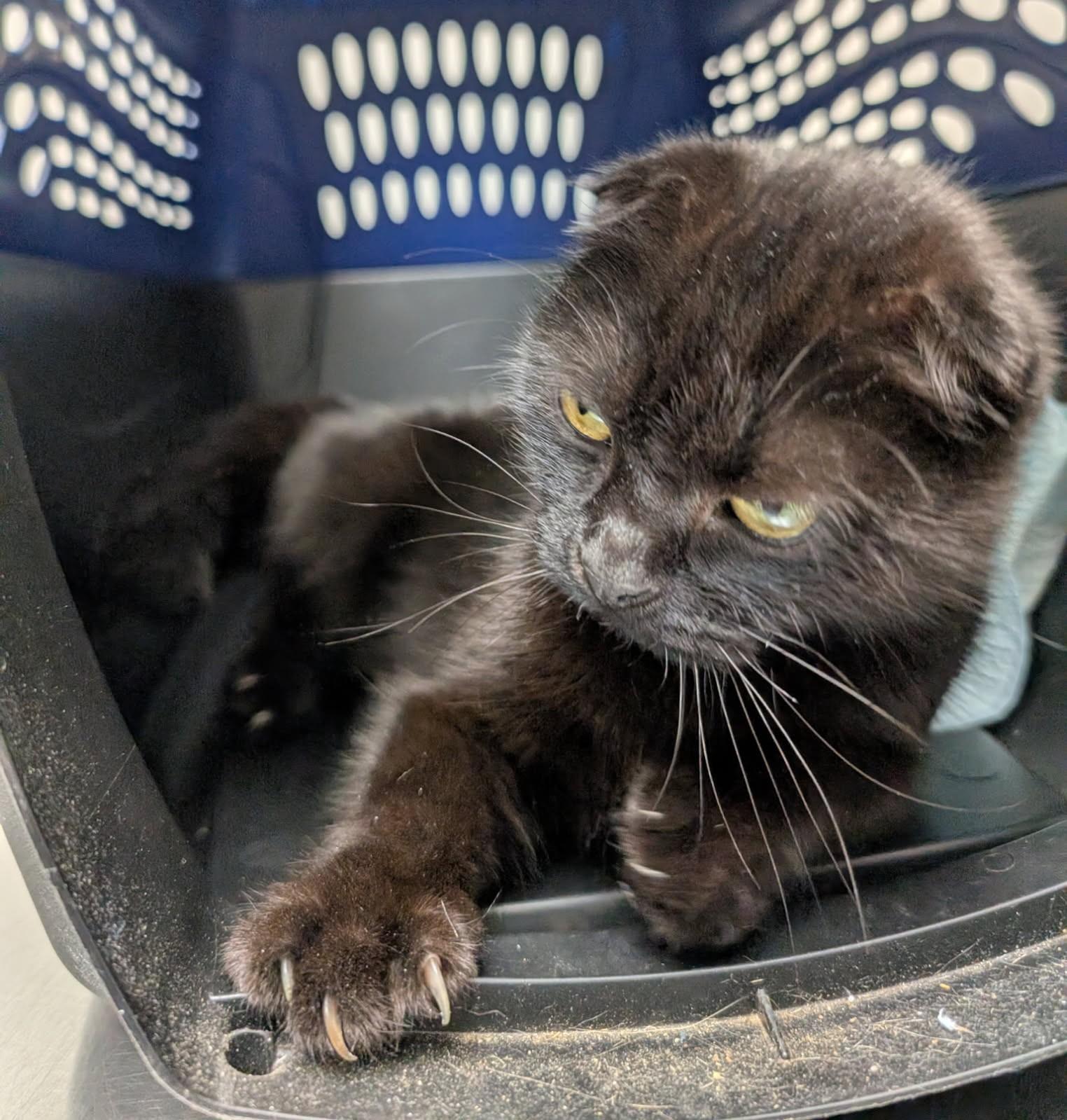 Enlarge Fiona      (Scottish Fold), a ADOPTABLE Scottish Fold in Ypsilanti, MI image 2/4