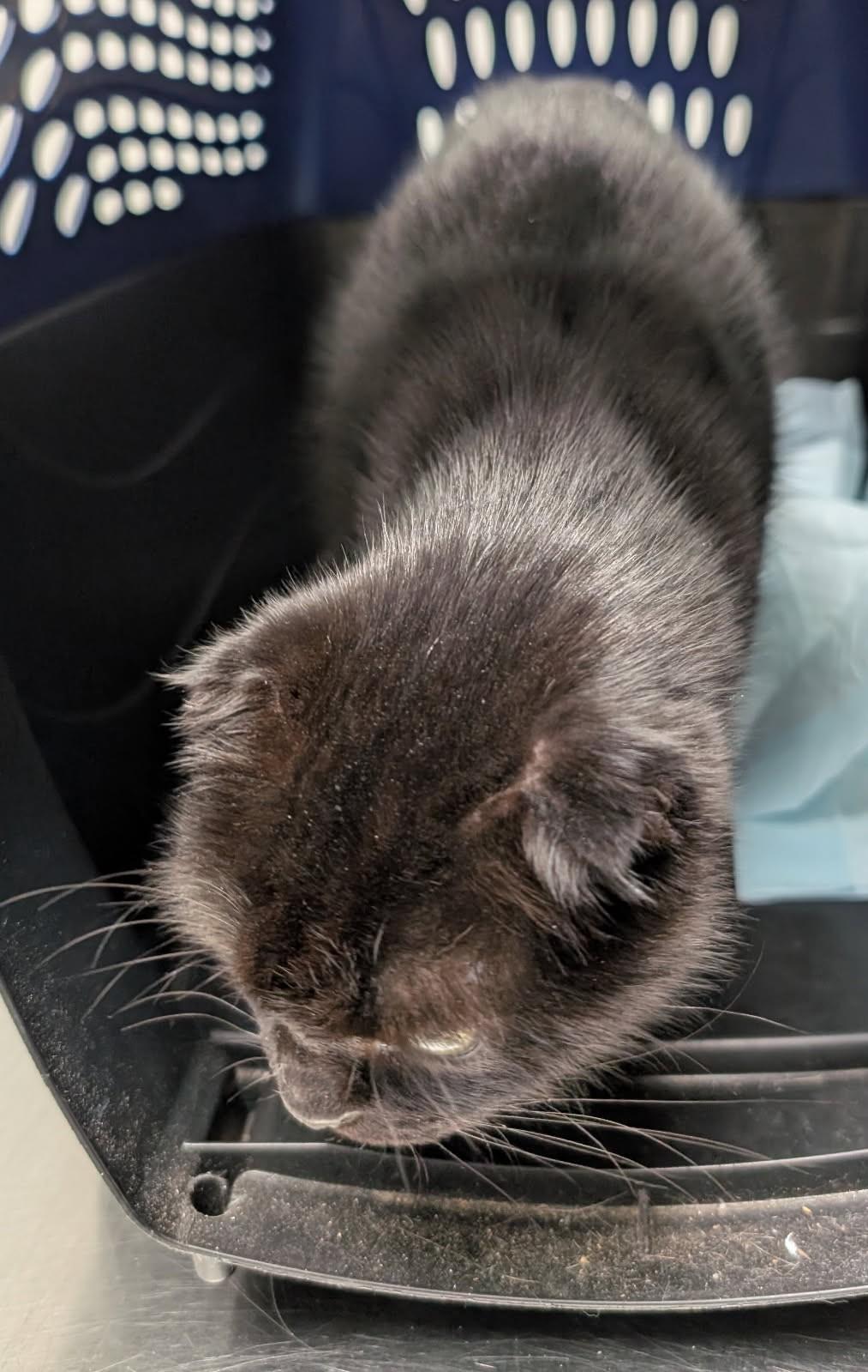 Enlarge Fiona      (Scottish Fold), a ADOPTABLE Scottish Fold in Ypsilanti, MI image 3/4