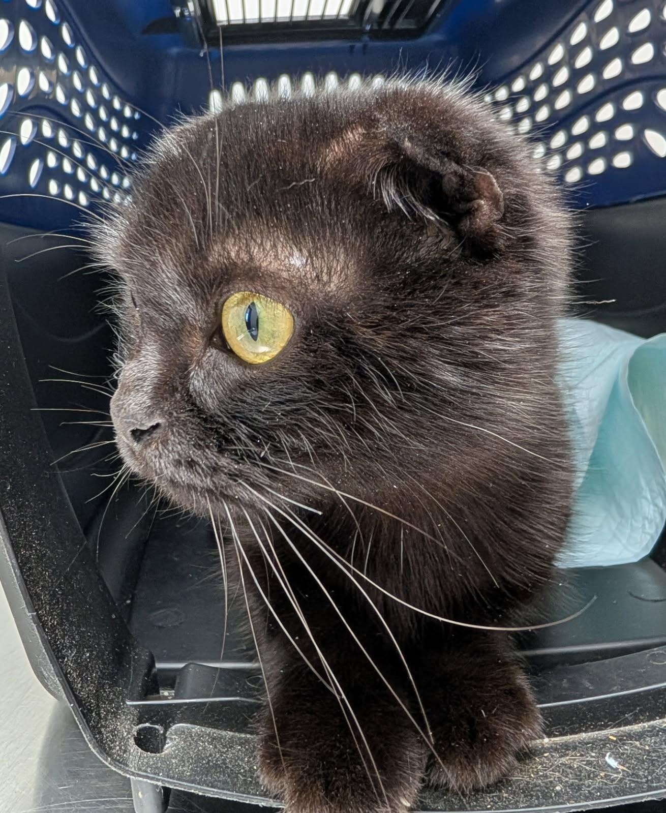 Enlarge Fiona      (Scottish Fold), a ADOPTABLE Scottish Fold in Ypsilanti, MI image 4/4