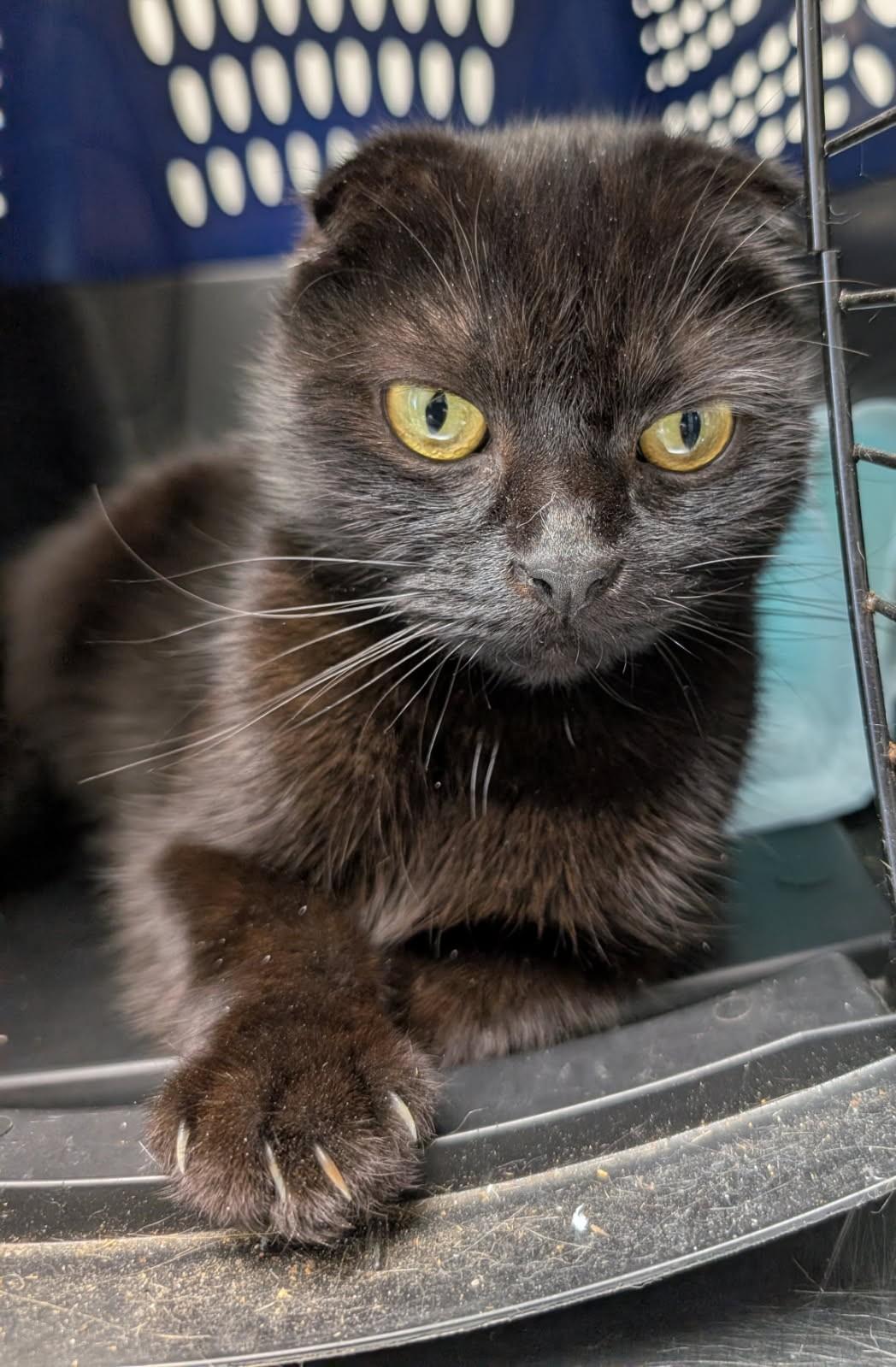 Fiona      (Scottish Fold), ADOPTABLE, Adult Female Scottish Fold.