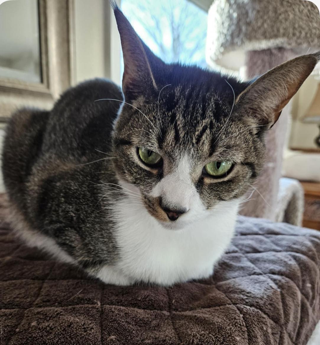 Axl (Trailer kitty), Adoptable, Adult Male Domestic Short Hair.