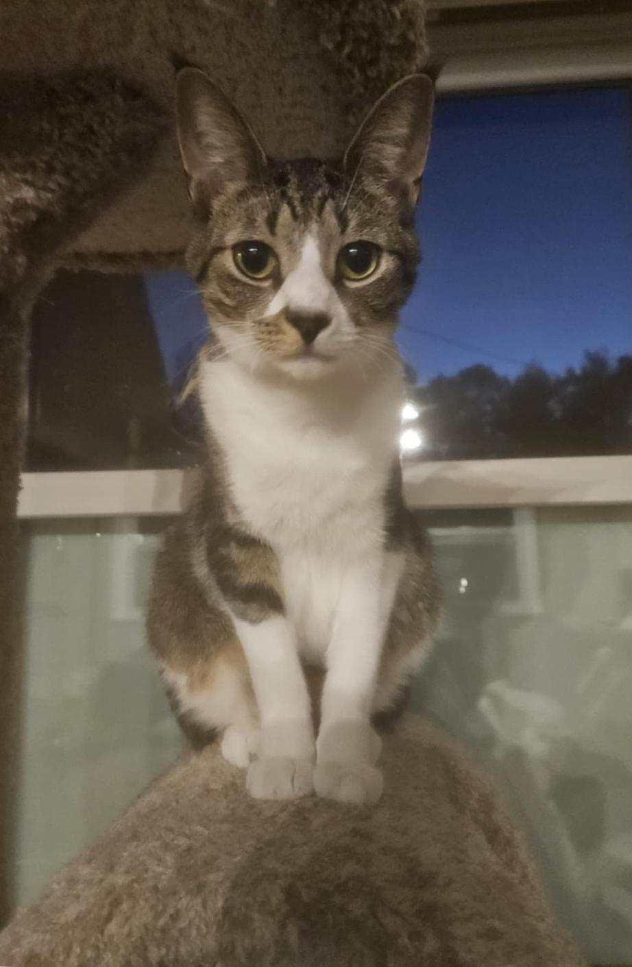 Axl , a Adoptable Domestic Short Hair in Warminster, PA image 4/6