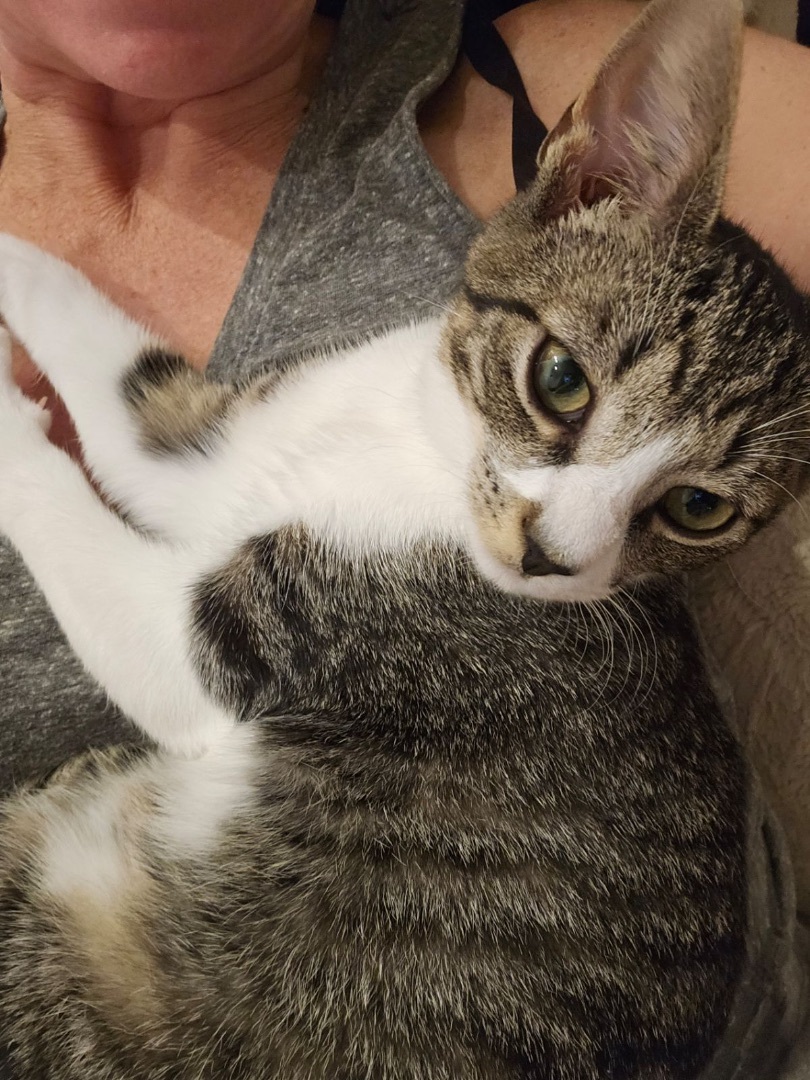 Axl , a Adoptable Domestic Short Hair in Warminster, PA image 3/6