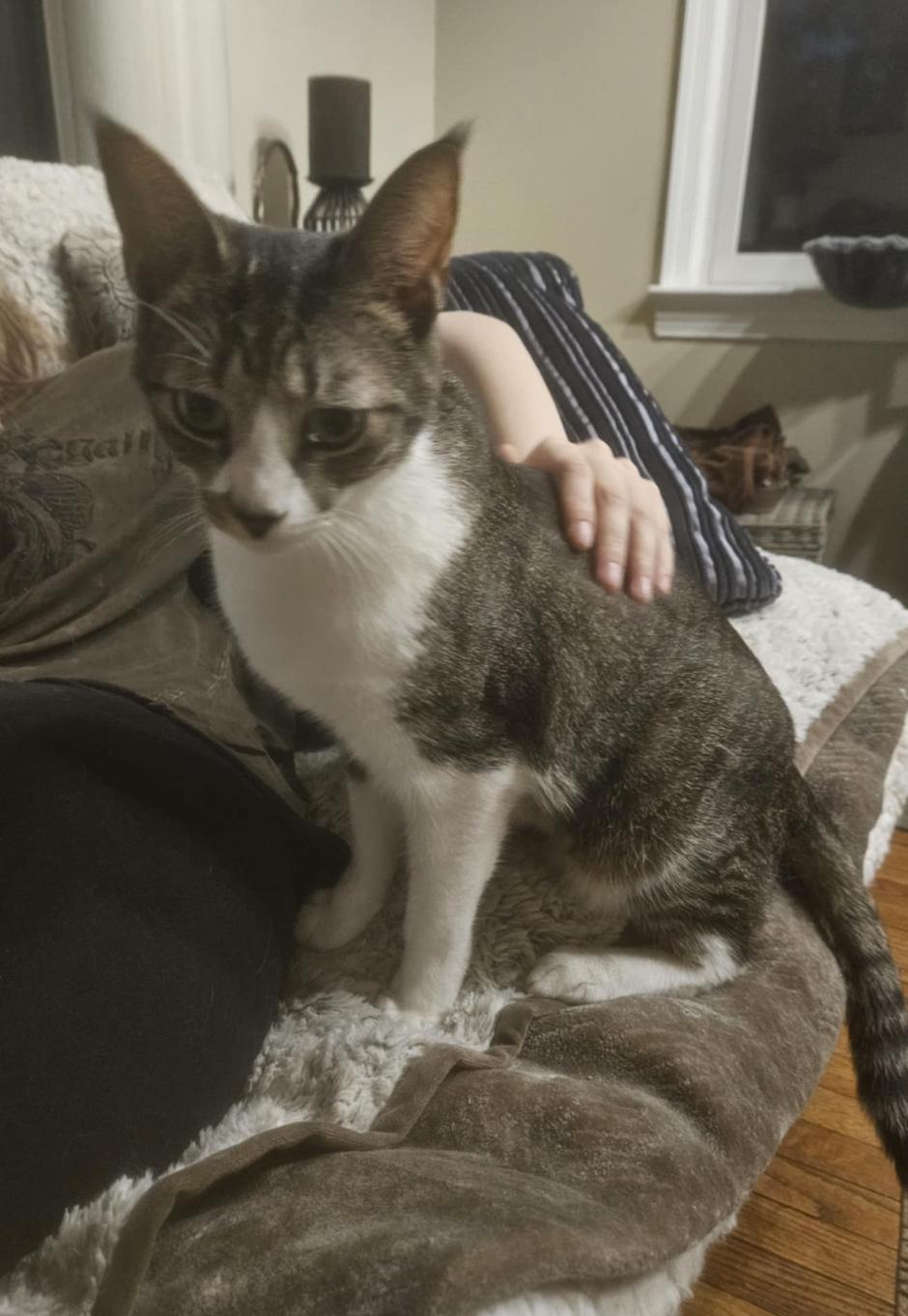 Axl , a Adoptable Domestic Short Hair in Warminster, PA image 6/6