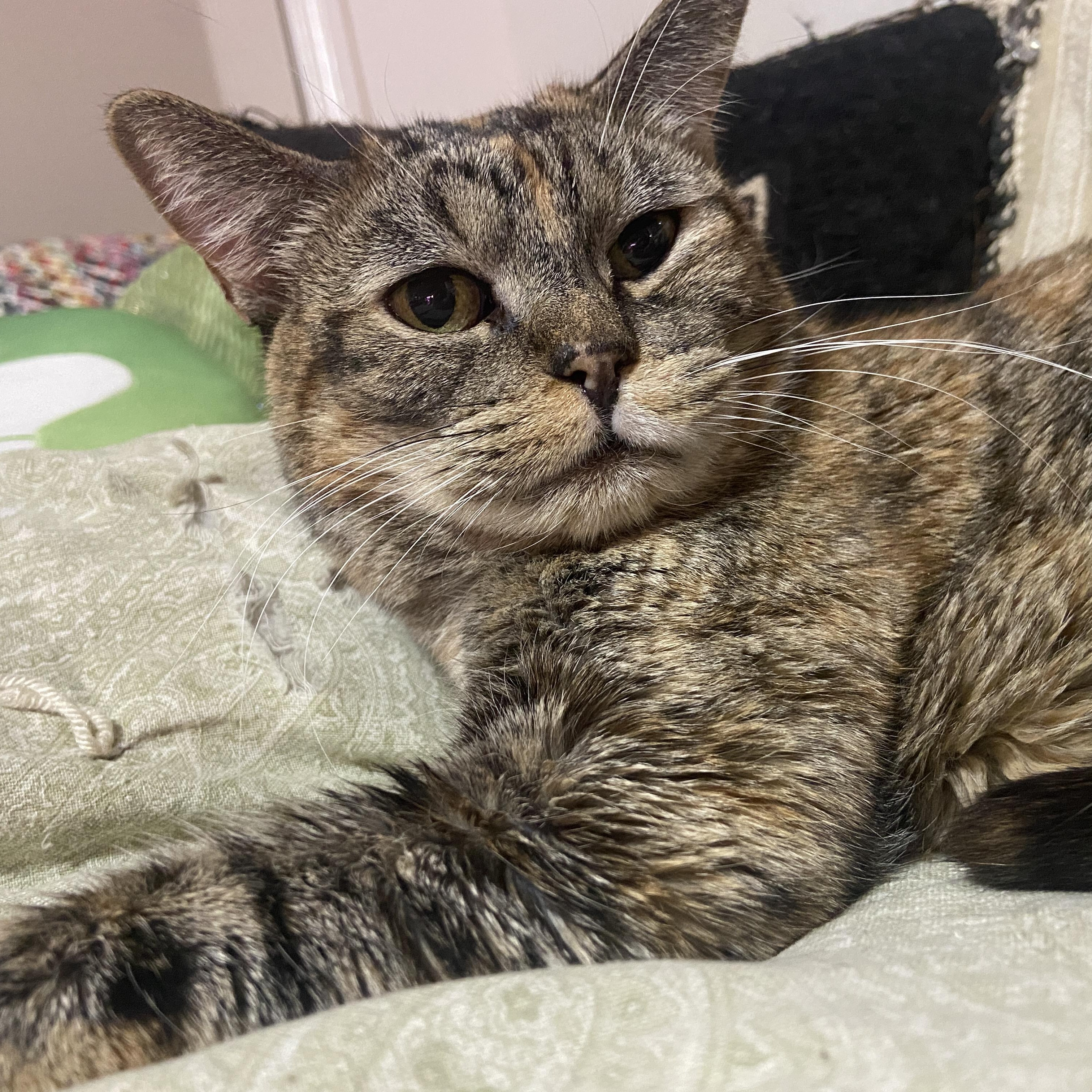 Enlarge Rosetta, a Adoptable Domestic Short Hair in Los Angeles, CA image 1/6