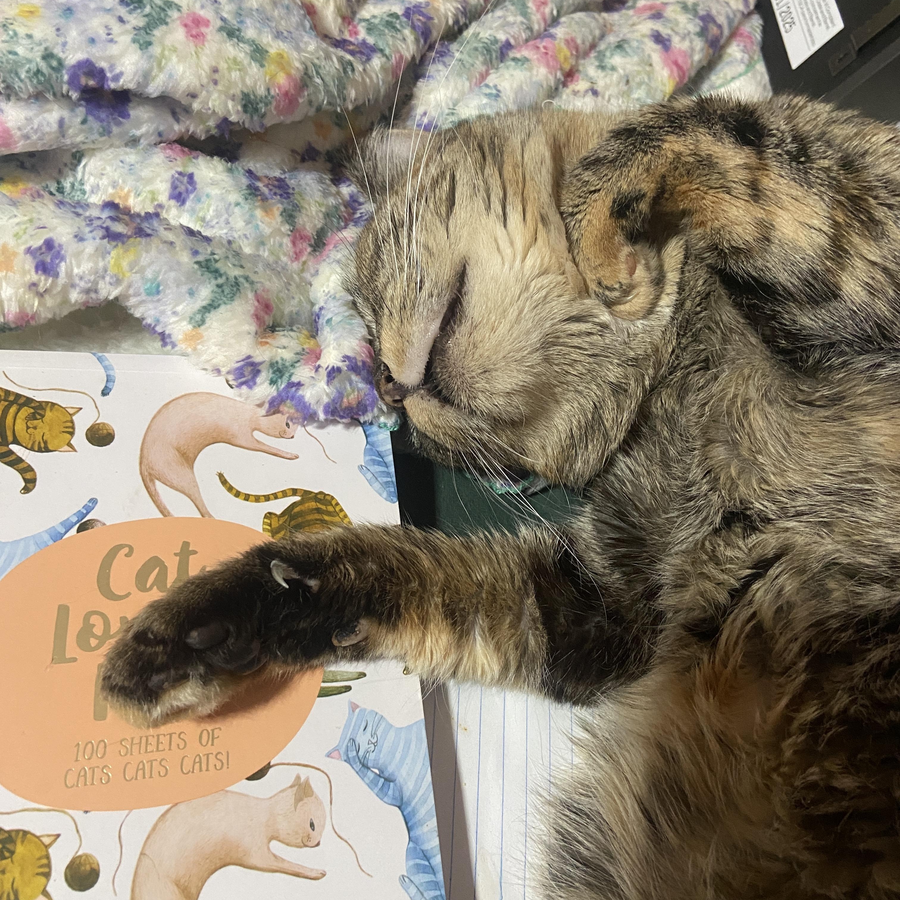 Enlarge Rosetta, a Adoptable Domestic Short Hair in Los Angeles, CA image 2/6