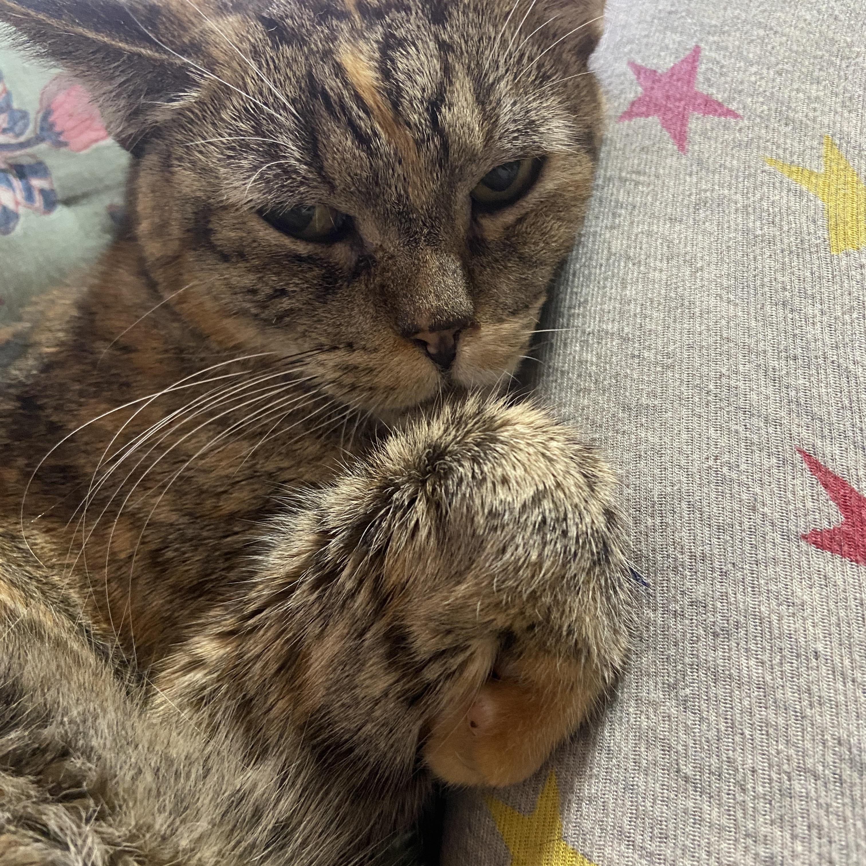 Enlarge Rosetta, a Adoptable Domestic Short Hair in Los Angeles, CA image 4/6