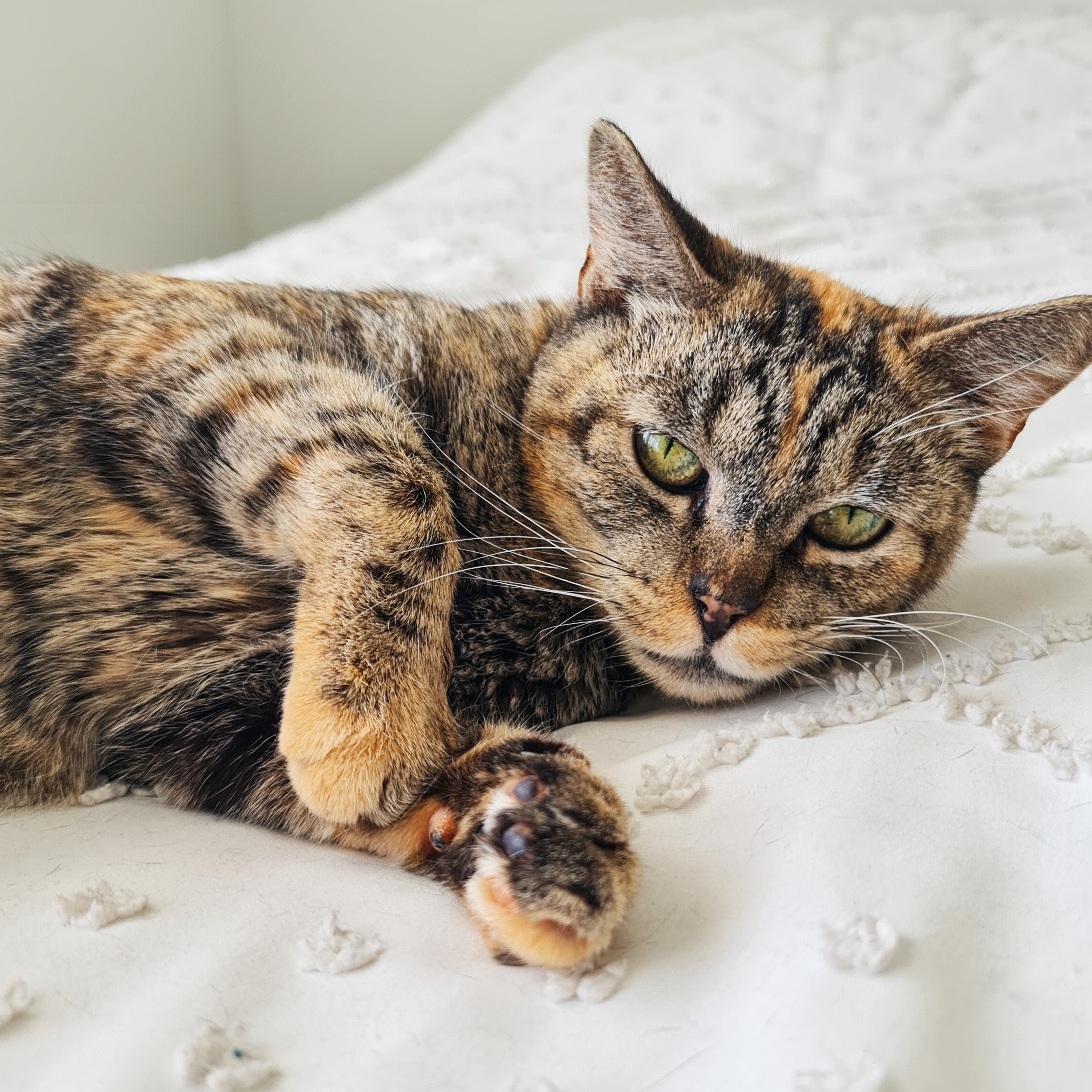 Enlarge Rosetta, a Adoptable Domestic Short Hair in Los Angeles, CA image 5/6