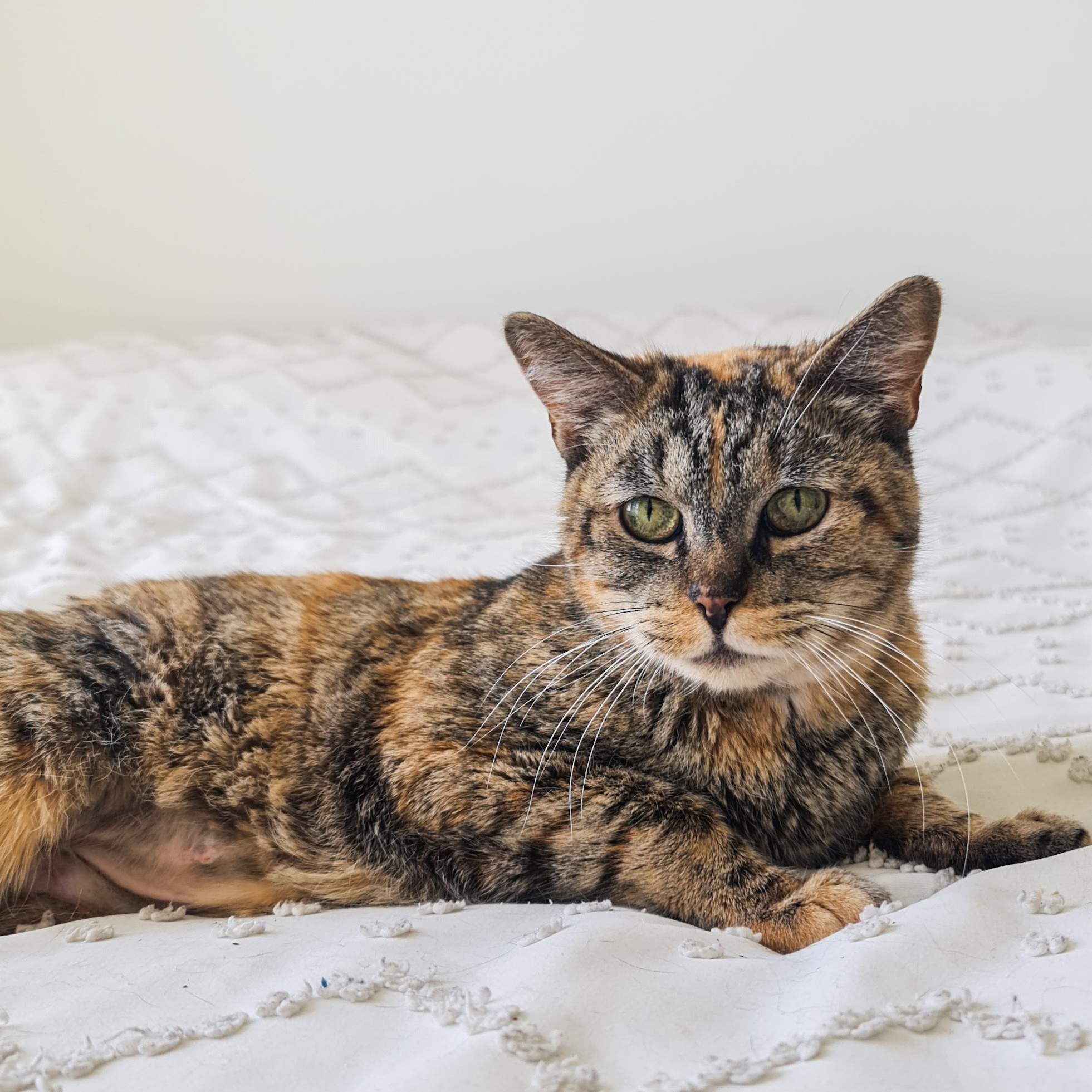 Enlarge Rosetta, a Adoptable Domestic Short Hair in Los Angeles, CA image 6/6